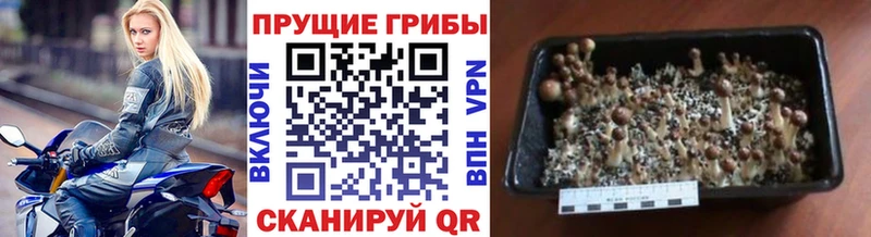 Галлюциногенные грибы ЛСД  Краснодар 